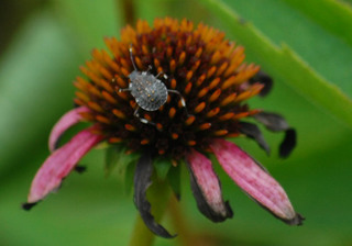 Halyomorpha halys, Brown Marmorated Stink Bug nymph, fifth instar