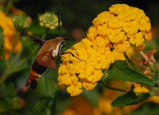 Hemaris diffinis, Snowberry Clearwing