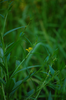 Ludwigia decurrens, Jussiaea decurrensWinged Primrose-Willow