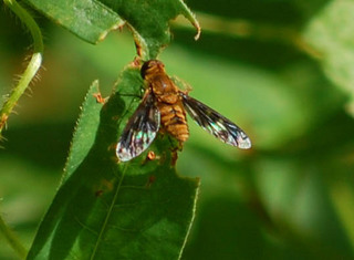 Poecilanthrax arethusa, Bee Fly