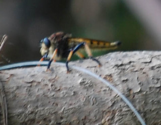 Promachus hinei, Robber Fly