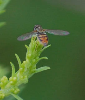 Toxomerus marginatus, Flower Fly Syrphinae
