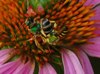 Agapostemon virescens, mating pair- female white, male yellow abdominal bands