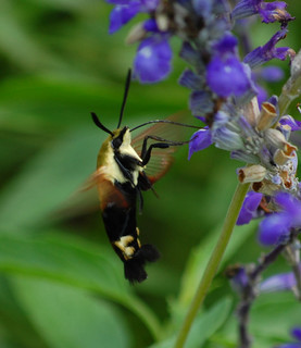 Hemaris diffinis, Snowberry Clearwing Moth
