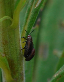 Microrhopala vittata, Leaf-mining Leaf Beetle, Goldenrod Leafminer