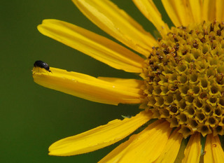Mordella atrata, Tumbling Flower Beetle