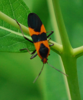 Oncopeltus fasciatus, Large Milkweed Bug, adult