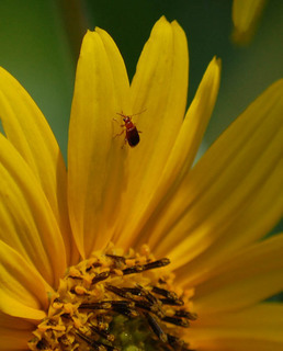 Syneta sp.- Leaf Beetle