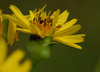 Tritoma sp.- Shining Flower Beetle