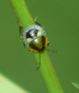 Acrosternum hilare, Chiravia hilaris Green Stink Bug nymph