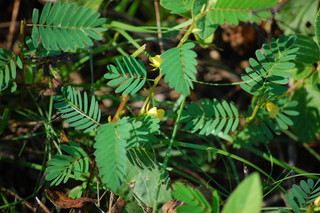 Chamaecrista nictitans, Wild Sensitive Plant