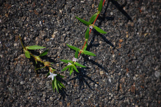 Diodia teres, to right of Diodia virginiana, Buttonweed