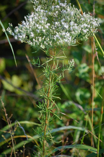 Eupatorium hyssopifolium, Hyssop-leaved Boneset