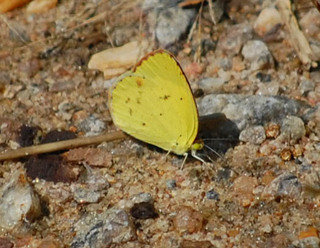 Eurema lisa, Little Yellow