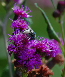 Melissodes denticulata, Longhorn Bee