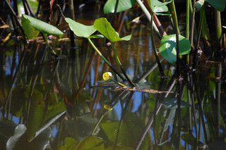 Nuphar lutea, ssp. advena Spatterdock