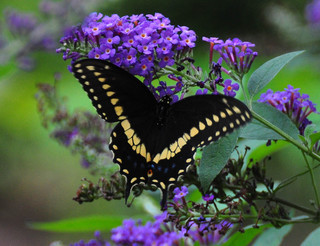Papilio polyxenes, Black Swallowtail Male