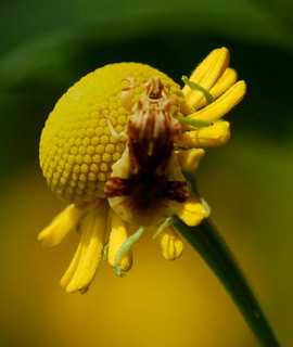 Phymata americana, Jagged Ambush Bug