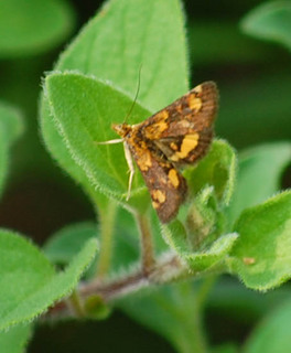 Pyrausta orphisalis, Orange Mint Moth