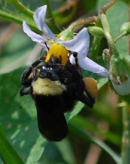 Bombus pensylvanicus, American Bumble Bee