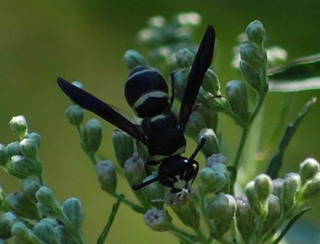 Euodynerus megaera, Mason Wasp male