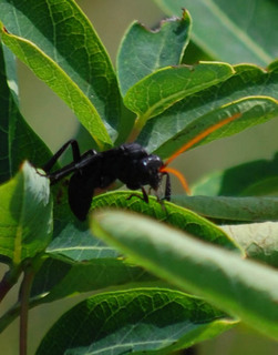 Gnamptopelta obsidianator, Ichneumonid Wasp