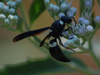 Monobia quadridens, Mason Wasp