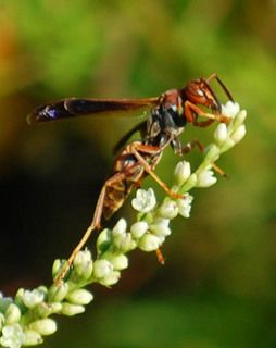 Polistes fuscatus, Paper Wasp