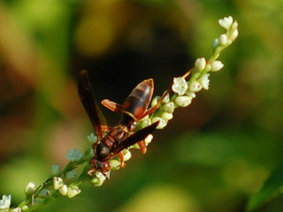 Polistes fuscatus, Paper Wasp