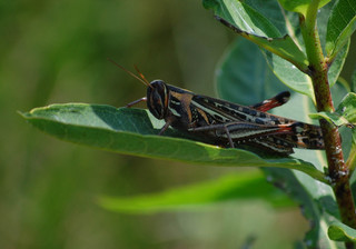 Schistocerca americana, American Bird Grasshopper