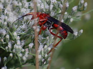 Tachypompilus ferrugineus, Spider Wasp