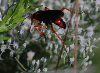 Tachypompilus ferrugineus, Spider Wasp
