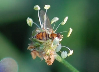 Toxomerus marginatus, Flower Fly