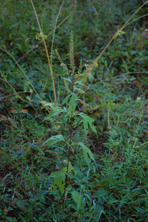 Ambrosia trifida, Giant Ragweed