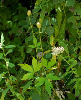 Anemone virginiana, Tall Thimbleweed