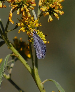 Celastrina neglecta, Summer Azure