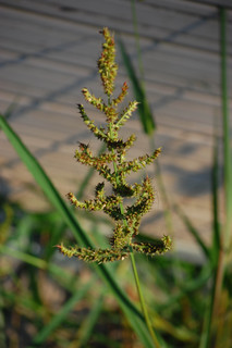 Echinochloa crusgalli, Barnyard Grass
