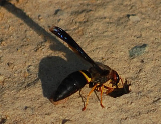 Euodynerus crypticus, female Mason Wasp