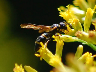 Parancistrocerus perennis, Mason Wasp