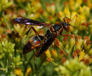 Polistes fuscatus, Female Northern Paper Wasp