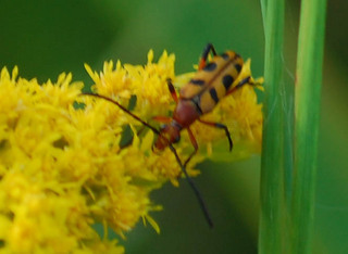 Strangalia sexnotata, Six-Spotted Longhorn Beetle