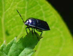 Corimelaena pulicaria, Ebony Negro Bug