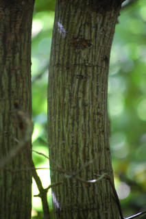 Acer pensylvanicum, MoosewoodStriped Maple