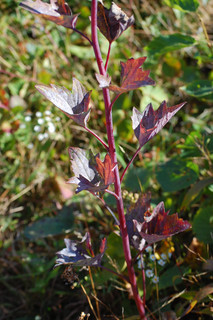 Arnoglossum atriplicifolium, Pale Indian-Plantain