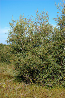Betula populifolia, Grey Birch