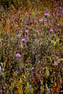 Cirsium discolor, Field Thistle