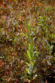 Erechtites hieraciifolia, Pilewort