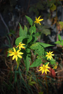 Helianthus divaricatus, Woodland Sunflower