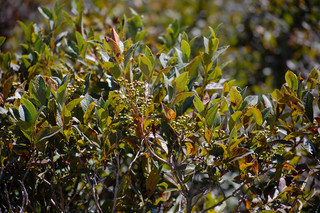 Lyonia ligustrina, var. ligustrina Northern Maleberry