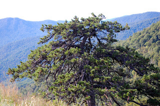Pinus pungens, Table Mountain Pine